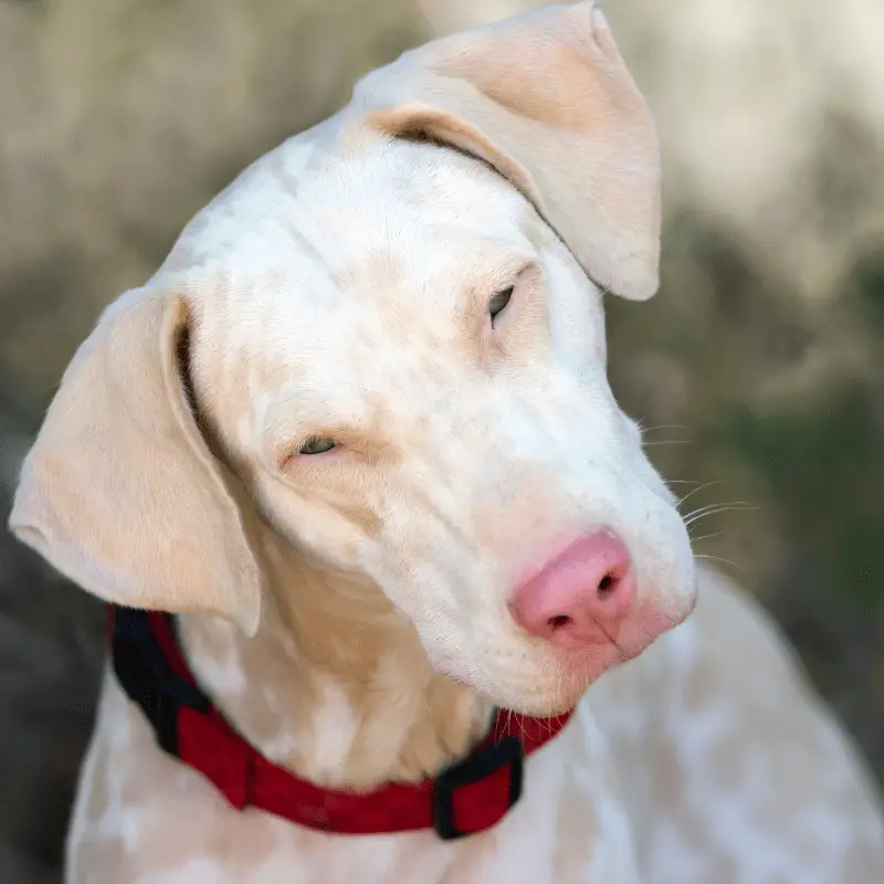 Albino dog has a pink nose and blue eyes and is looking curious straight into the camera.