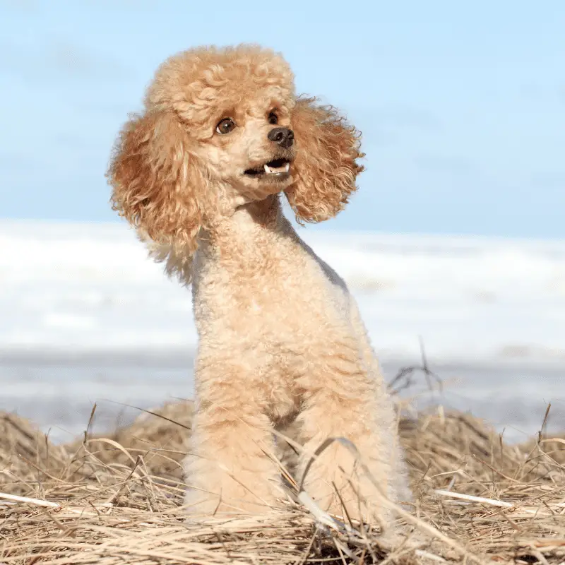 Apricot poodle at the beach