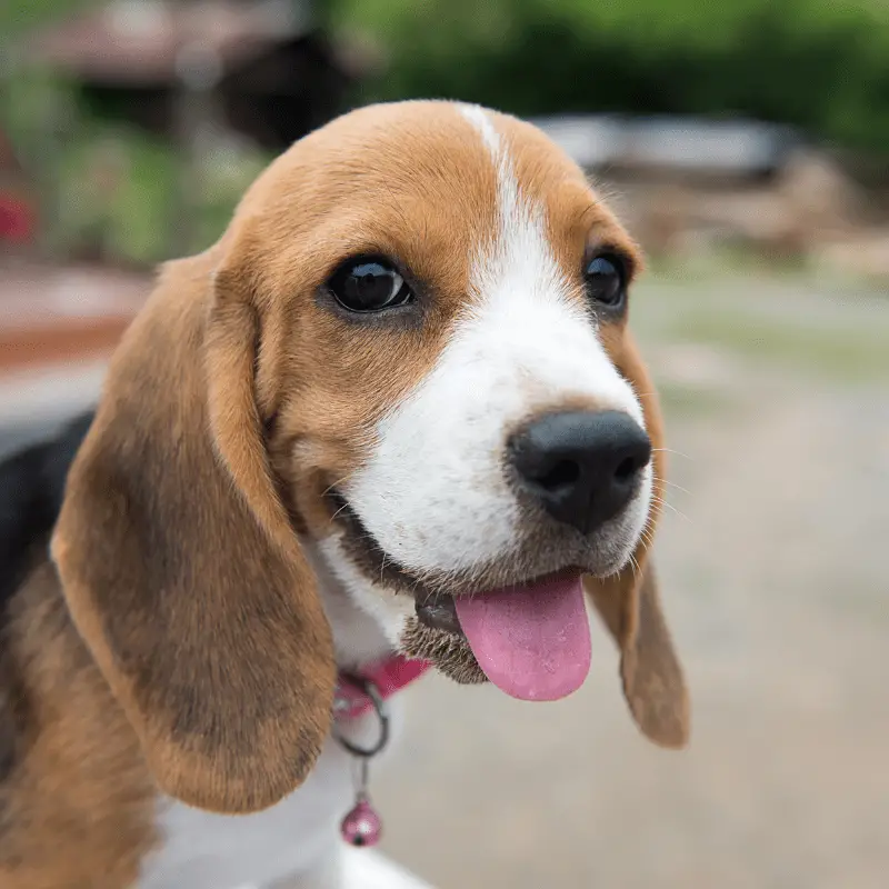 Beagle dog with tongue out