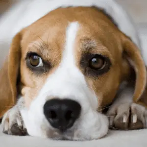 beagle dog breed, close up on head showing brown eyes