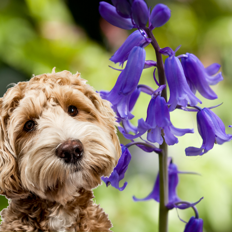 Bluebells and a dog close up