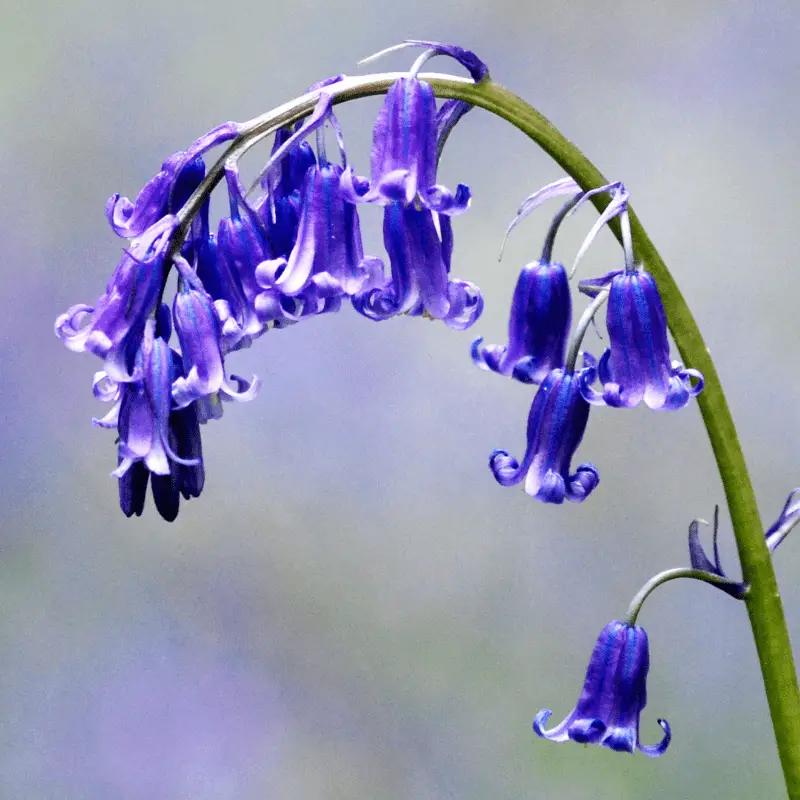 are bluebells poisonous to dogs