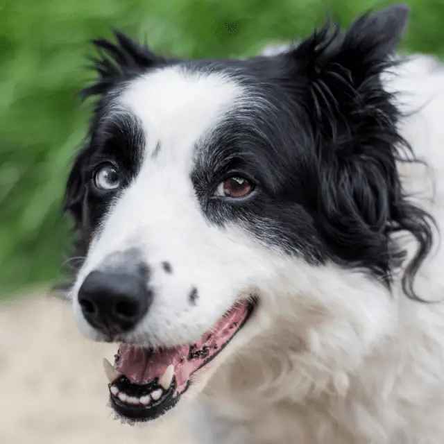 Should I get a Border Collie? (Beginner's Guide) - Dog Friendly Scene