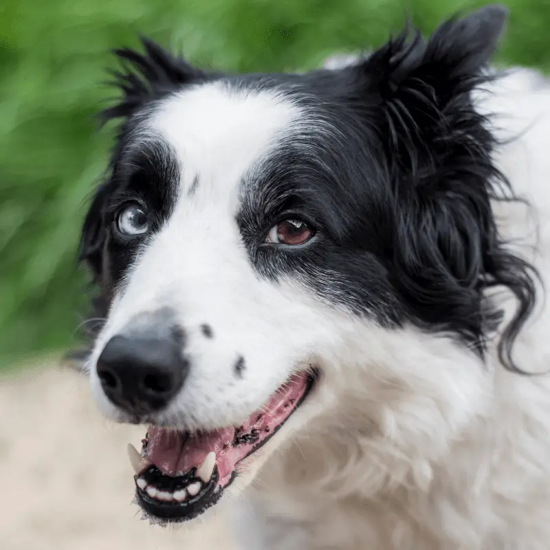 Heterochromia dog eyes, one is blue and one is brown