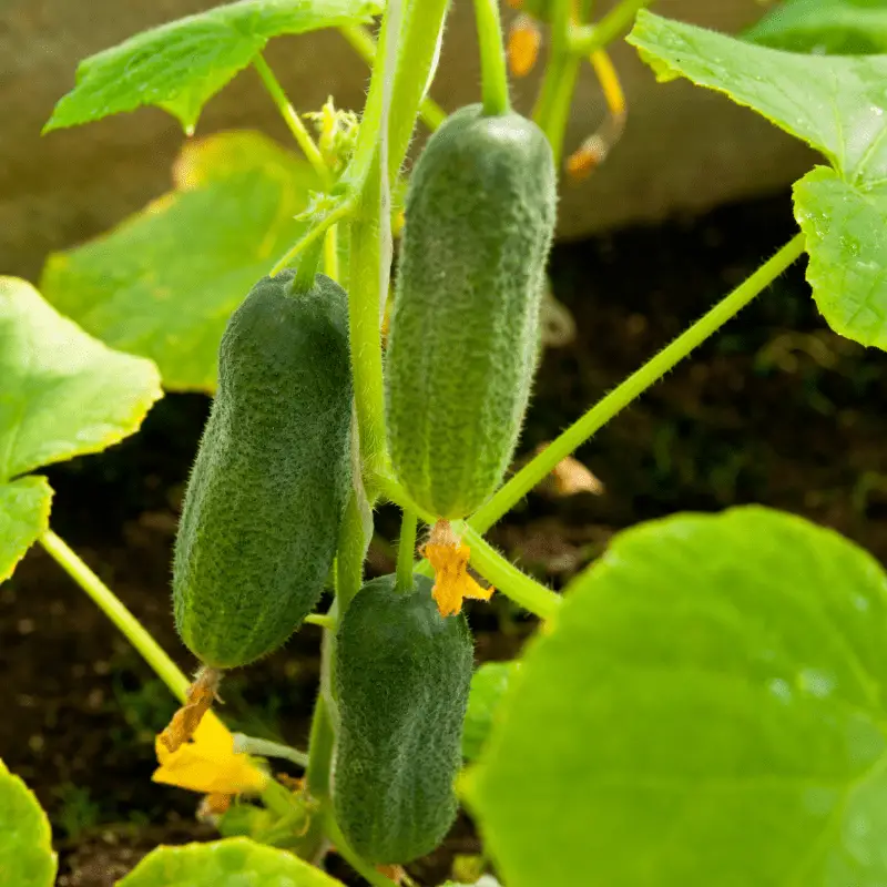 A cucumber plant, with cucumbers on and the yellow flowers of a cucumber