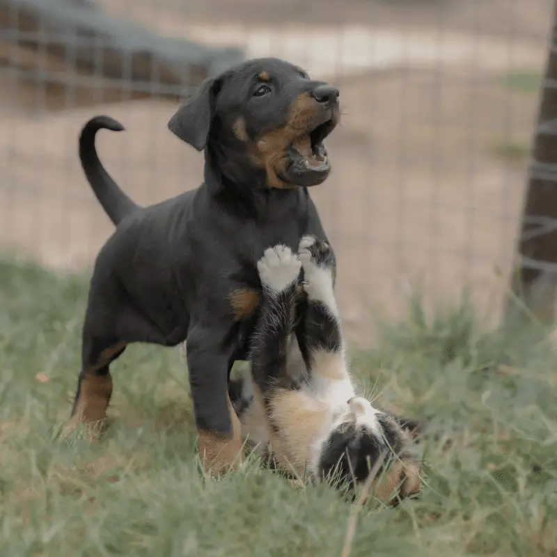 A Dobermann puppy playing with a cat