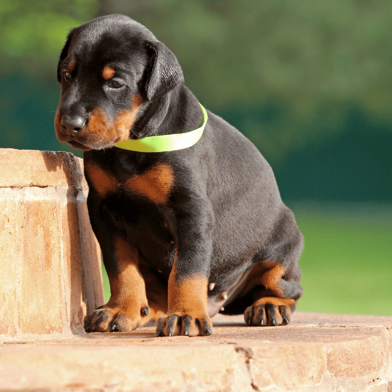 Cute Dobermann puppy sitting on some steps with yellow ribbon around neck