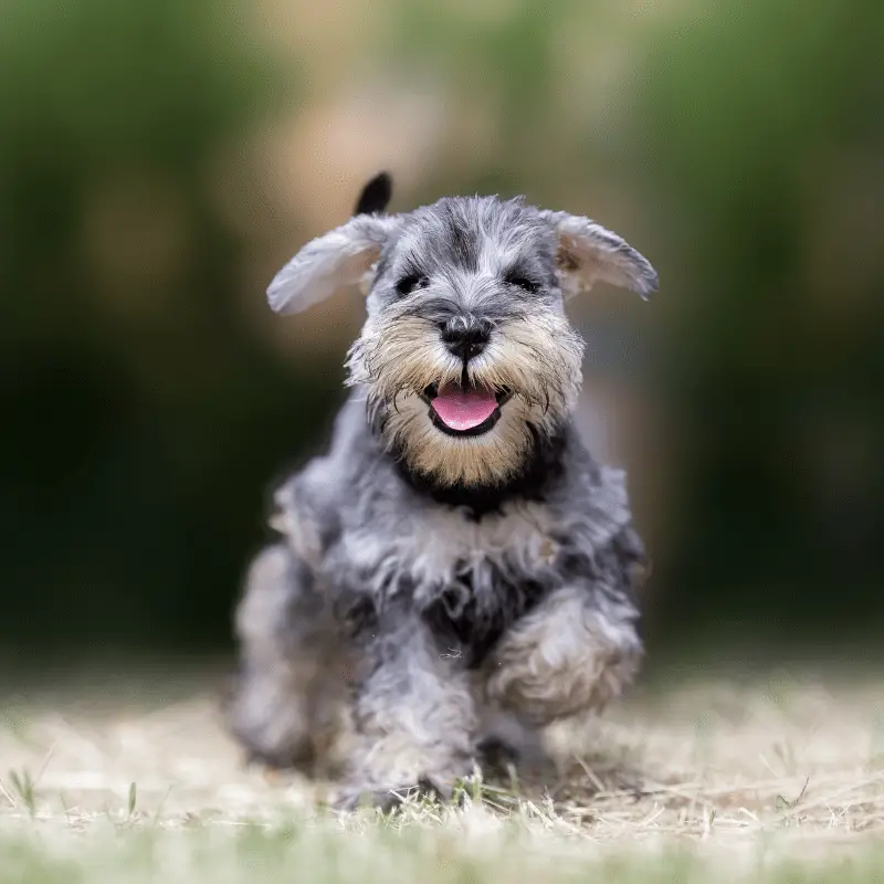 Miniature Schnauzer puppy, playing on some grass