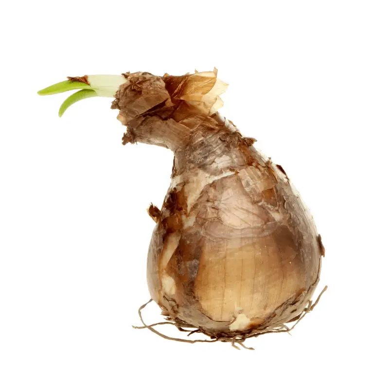 Daffodil bulb, brown with a shoot and roots on a whit background