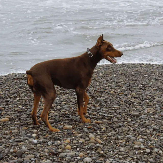 Dobermann Dog Breed Information (Doberman Pinscher) - Dog Friendly Scene