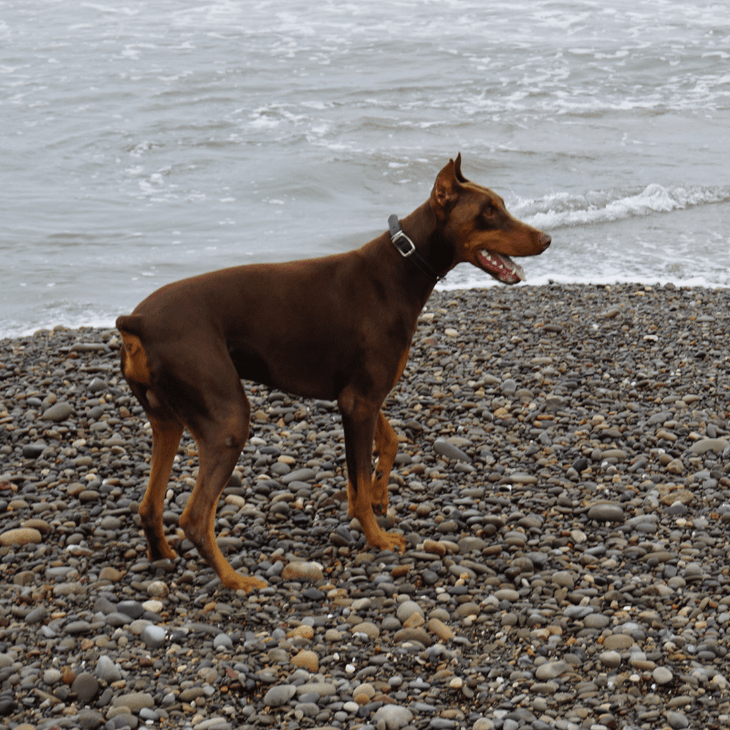 Doberman Pinscher with a docked tail at the beach standing on stones.  - full body image