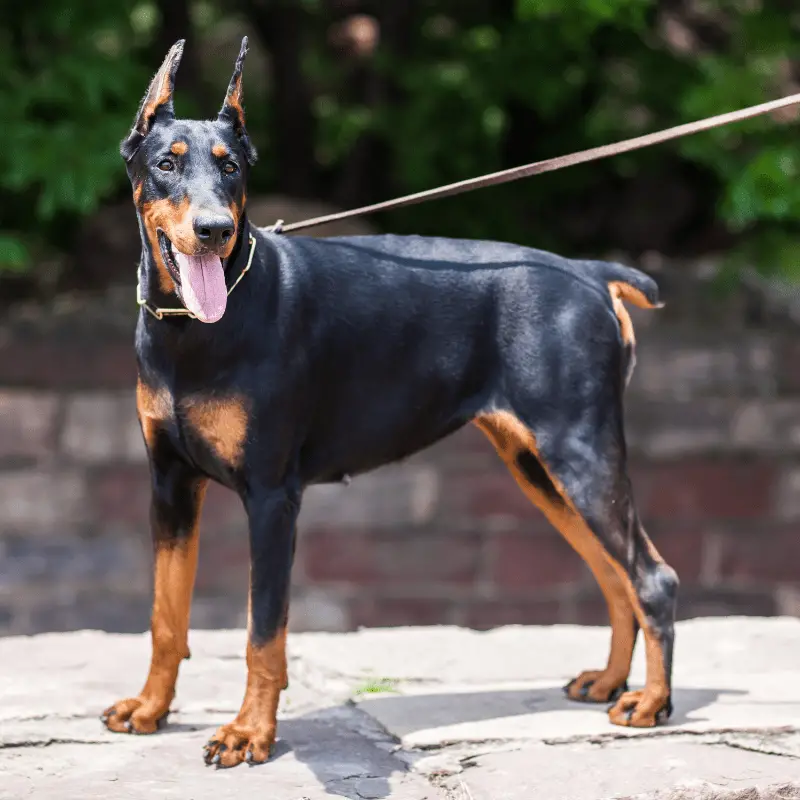 Doberman Pinscher standing on the lead, full body image