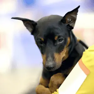 Cute Dobermann - close up