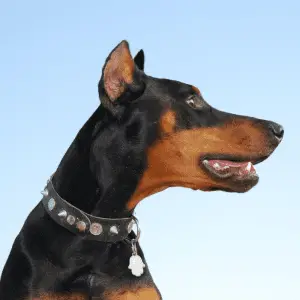 Side profile of a Dobermann wearing a collar