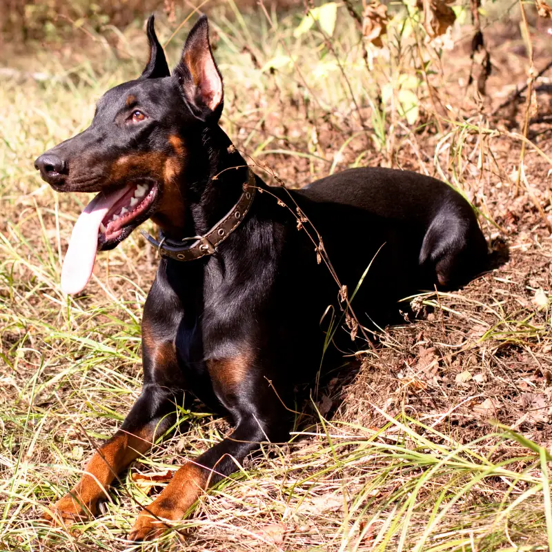 Dobermann laying on the grass with tongue out