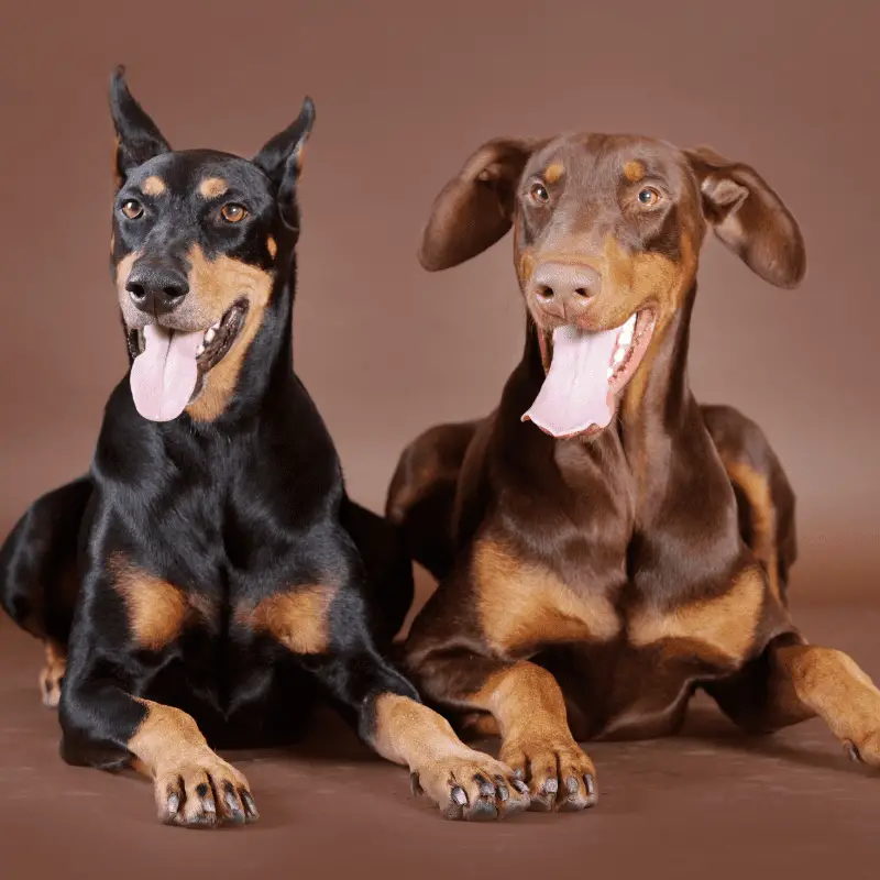 Two beautiful Dobermanns, laying down side by side. Ones Black and tan, the other is brown and tan.
