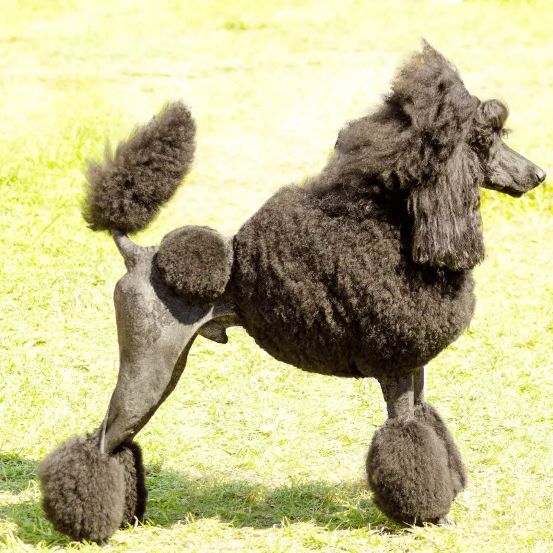 Grey standard poodle standing on the grass