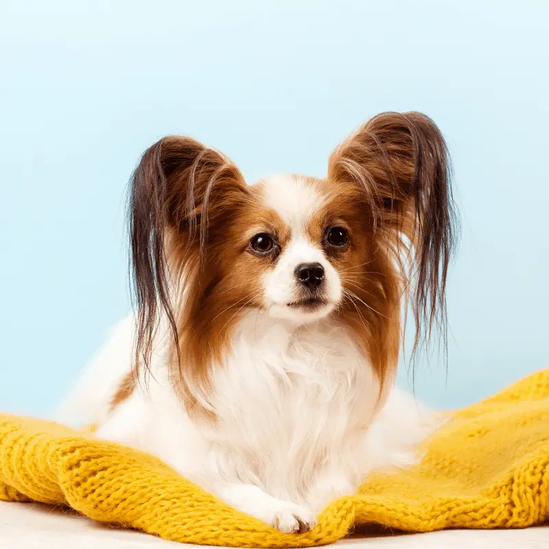 A cute tan and white Papillon dog sitting on a yellow blanket
