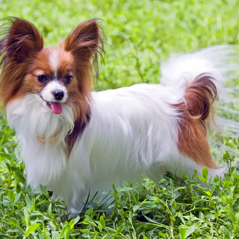 Tan and white adult Papillon dog breed standing in the grass