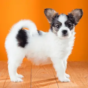 black and white Papillon puppy standing
