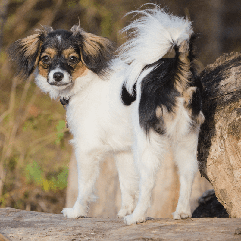 A Phalene dog showing dropdown ears, full body image. 