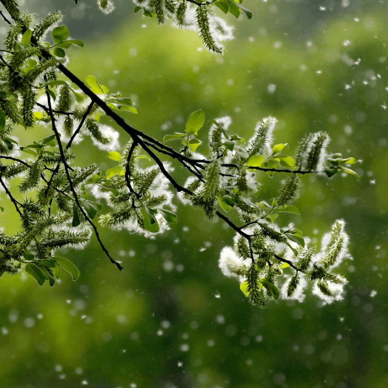 Pollen blowing off a tree branch, close up image