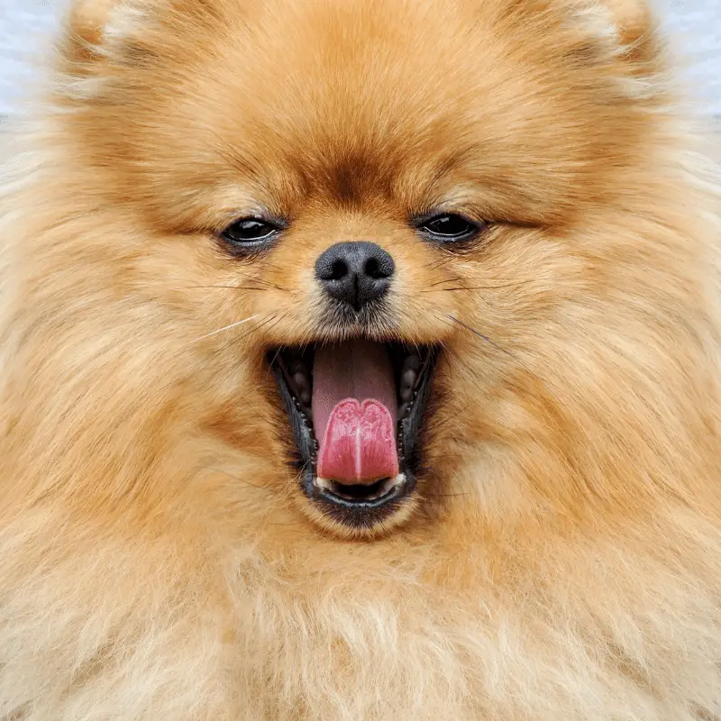 Brown Pomeranian close up mouth open