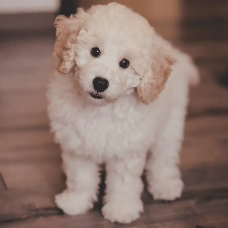 Cute cream Poodle puppy looking at the camera with brown eyes