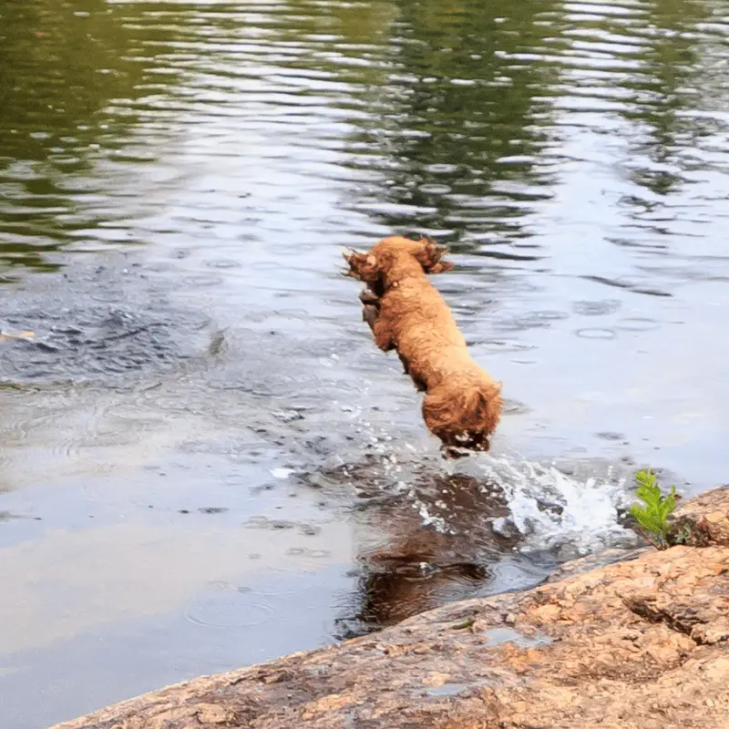 Poodle jumping into a river