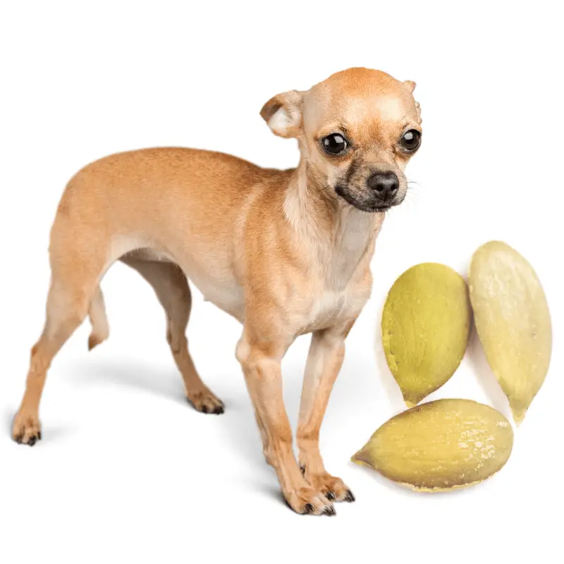 Can Dogs Have Pumpkin Seeds? - Dog Friendly Scene