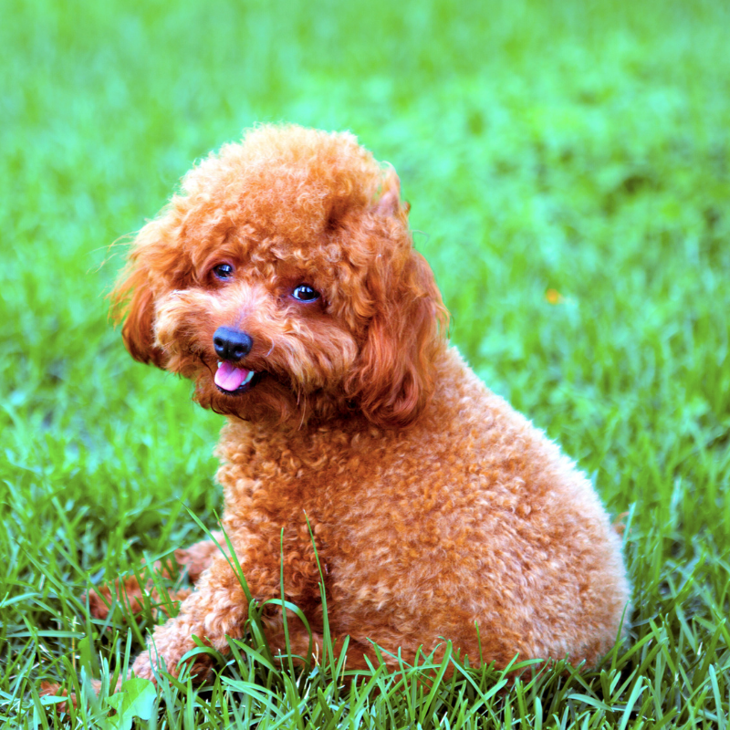 Red poodle sitting on the grass