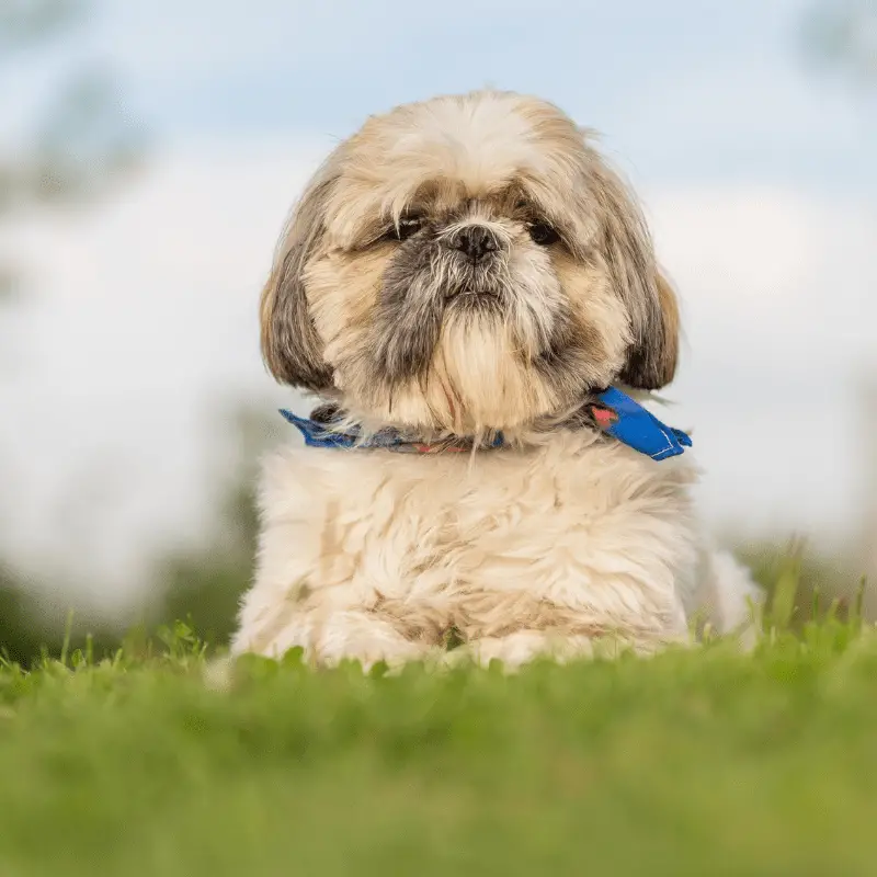 Shih Tzu dog in garden with blue collar