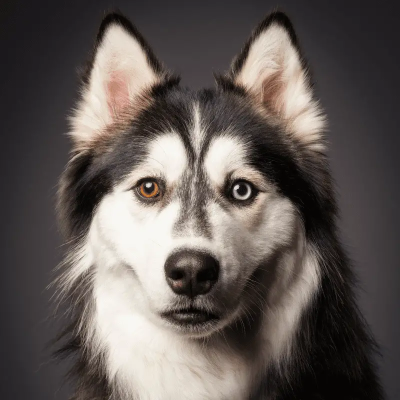 Siberian Husky: One eye brown and one eye blue