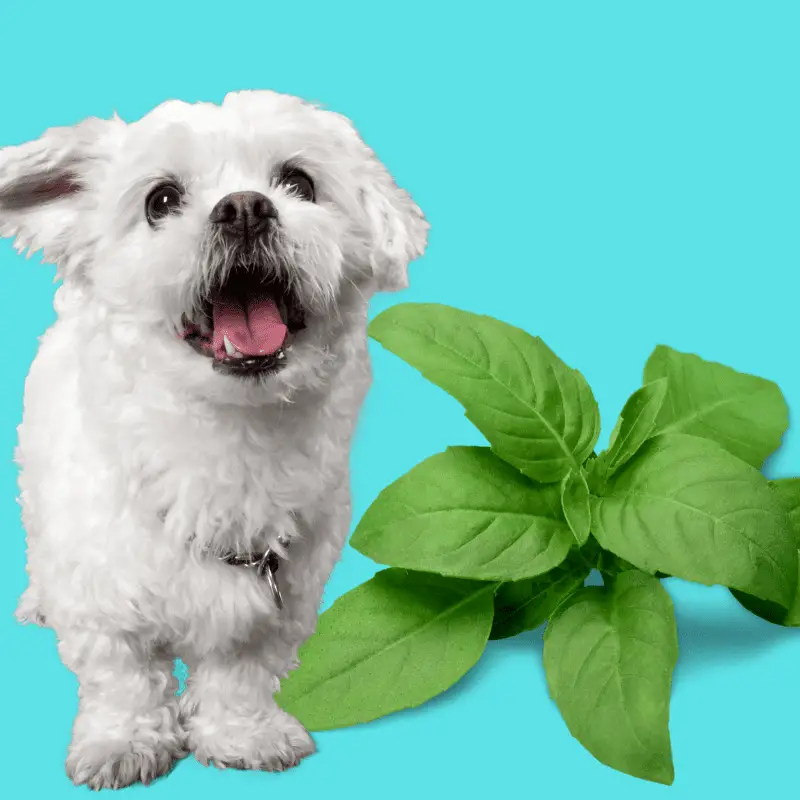 Sweet Basil and a white dog on a blue background