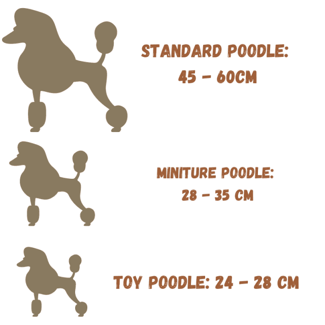 About The Poodle Dog Breed (Personality, Temperament, Trainability and