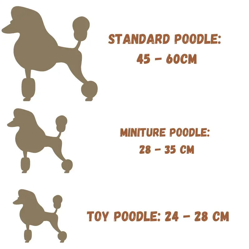 Three Poodle silhouettes and correct sizes next to them 