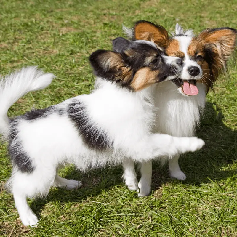 Two young Papillion's playing on the grass