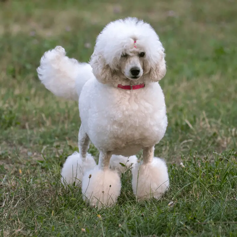 White poodle with red collar on standing on the grass