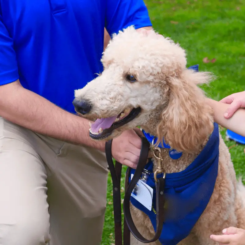 A Poodle working as a therapy dog, blue chest bandana and a name card collar