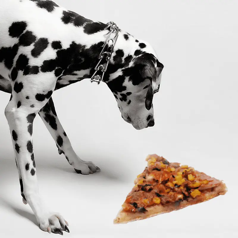 Dalmatian dog looking at a slice of pizza on the floor