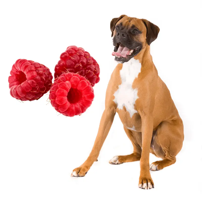 Raspberries and a dog