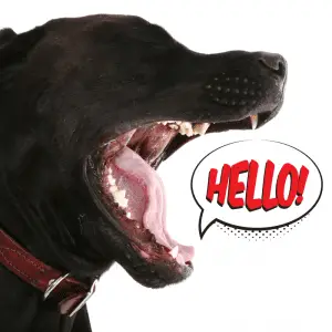 Dog with mouth open, with a speech bubble that reads Helllo