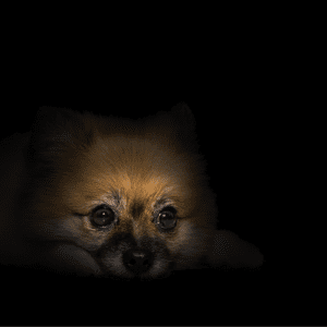 A small dog sitting in darkness showing his head