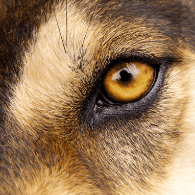 what colour eyes do dogs have