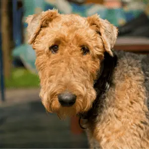 Airedale Terrier close up of teddy like face