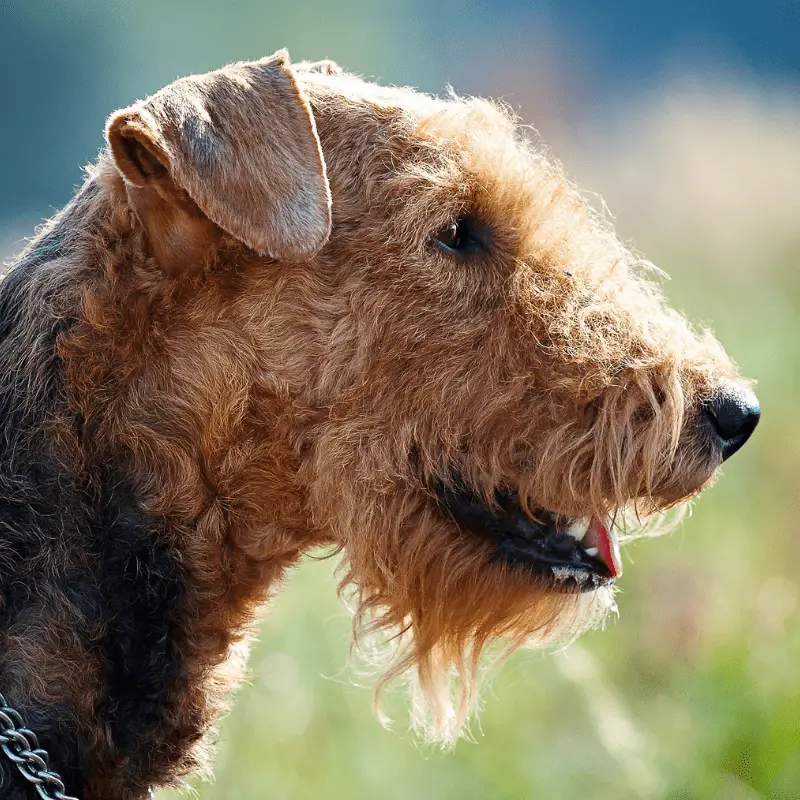 Airedale Terrier close up of head on the side