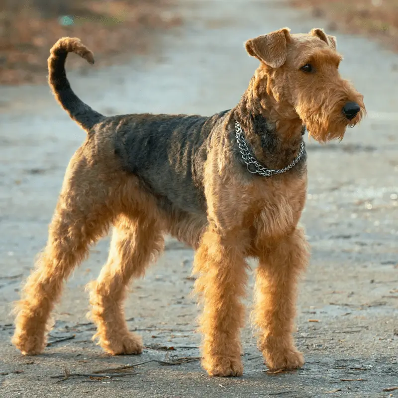 Airedale Terrier dog standing tall for image