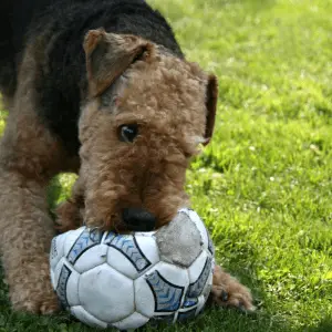 Playful Airedale Terrier with a football