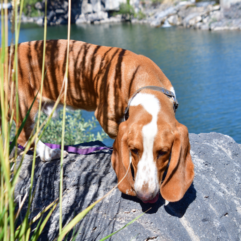 Basset hound on a rock near some water on a sunny day