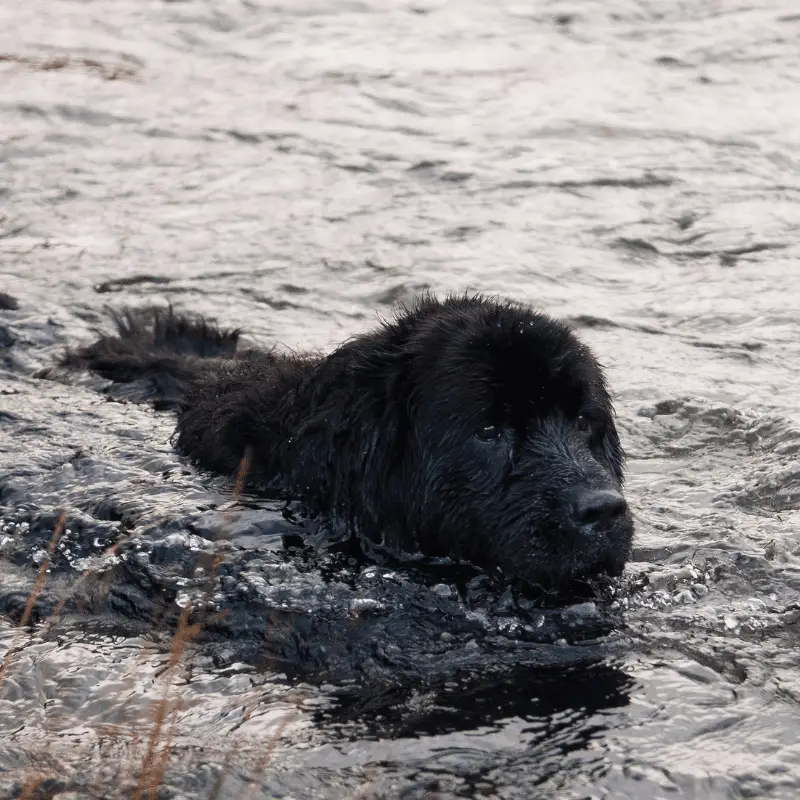 Newfoundland black dog enjoying a swim in the river